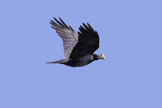 Hooded crow (Corvus cornix), hoodie flying with crustacean in beak against blue sky