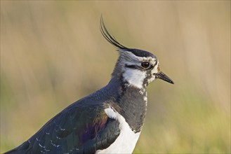 Northern lapwing (Vanellus vanellus) close-up portrait of female in meadow in spring