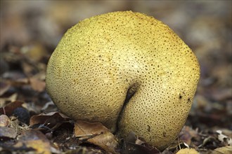 Common earthbal, pigskin poison puffball (Scleroderma citrinum), common earth ball (Scleroderma