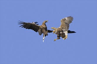 Two adult white-tailed eagles (Haliaeetus albicilla), Eurasian sea eagles, ernes fighting in flight