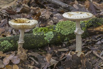 False death cap (Amanita mappa) false deathcap, citron amanita growing in forest in autumn, fall