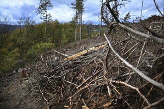 Trees damaged by climatic warming, drought, wind breakage and bark beetle, photographed on 2.11