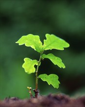 Oakssapling (Quercus), oak