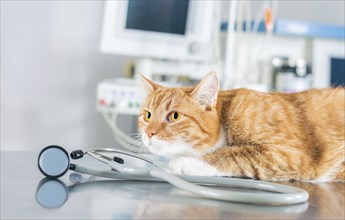 Portrait of a funny ginger cat on the table in the operating room. Veterinary medicine concept.