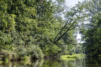 River landscape of the Thaya in late summer, Czech Republic, Europe