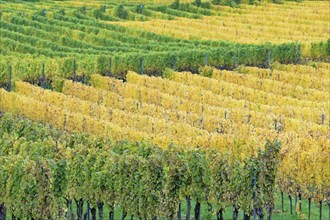 View of vines with autumn leaves, Moselle, Rhineland-Palatinate, Germany, Europe