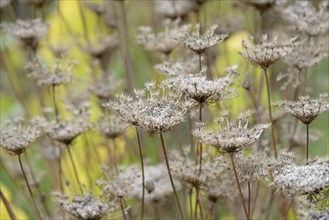 umbellifer (Apiaceae) fruiting plants, Moselle, Rhineland-Palatinate, Germany, Europe