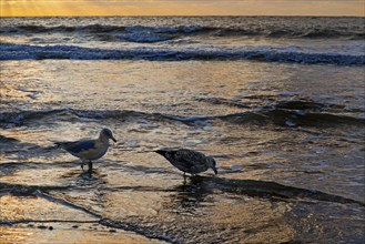 Outgoing tidal fringe in the mudflat landscape with setting sun and seagulls, Norderney Island,