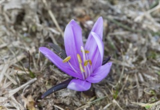 Spring wildflower (Bulbocodium vernum), Eischoll, Valais, Switzerland, Europe