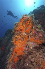 Yellow cluster anemone (Parazoanthus axinellae) and orange upholstery sponge (Reniera fulva) in the