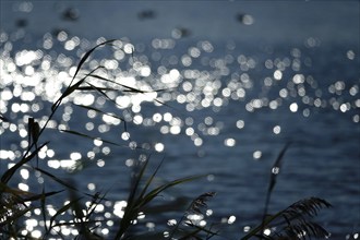 Sun glistening in the lake, Germany, Europe