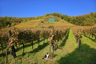 Klaus Zimmerling Winery