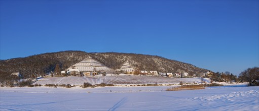 Winter vineyards in Dresden-Pillnitz