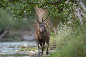 Red deer, red stag, capital mountain deer walks along the edge of the mountain river in the rutting