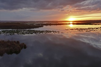 Sunset over the Große Rosin nature reserve on the Peene, rewetted polder, bird sanctuary, Peene