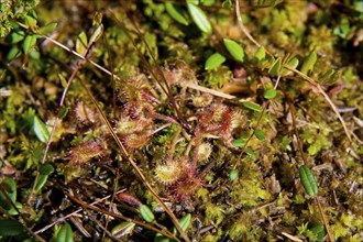 Zinnwald Georgenfeld raised bog