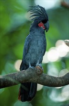 Palm Cockatoo (Probosciger atterimus), Aracacadoo, Southeast Asia, Australia, Bird, Birds, Parrots,