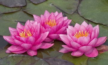 Waterlilies (Nymphaea) and lily pads