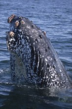 Humpback Whale (Megaptera novaeangliae), spy hopping, South Africa, Africa