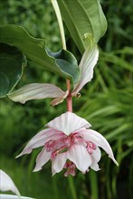 Medinilla, Medinille, Blumen, flowers, Zierpflanzen, ornamental plants, Schwarzmundgewaechse,