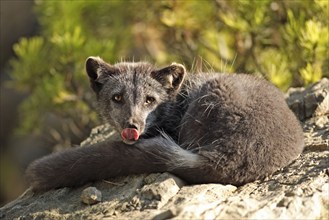 Arctic Fox (Alopex lagopus) (Vulpes lagopus) in summer coat