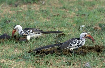 Red-billed hornbills (Tockus erythrorhynchus), Samburu Game Reserve, Red-billed toko, Kenya, Africa