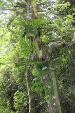 Staghorn fern (Platycerium bifurcatum), elkhorn fern, Australia, Oceania