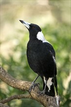 Australian Magpie (Gymnorhina tibicen), Australia, Oceania