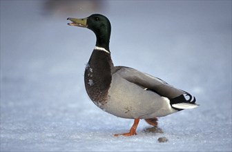 Mallard (Anas platyrhynchos), male, Page, Germany, Europe