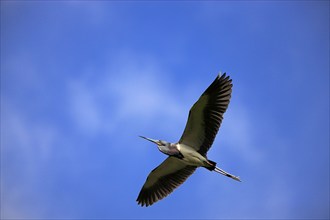 Tricoloured Heron (Egretta tricolor), Florida, USA, heron, North America