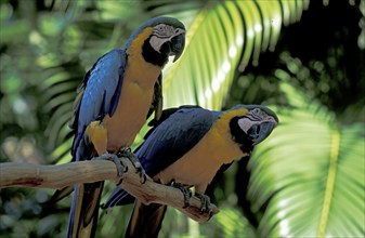 Blue-and-Yellow Macaws, pair, Blue-and-Gold Macaw (Ara ararauna)