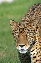 Jaguar (Panthera onca), male, Pantanal, Brazil, South America