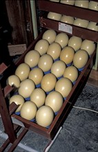 Breeder for eggs of South African Ostrich (Struthio camelus australis), ostrich farm, Oudtshoorn,