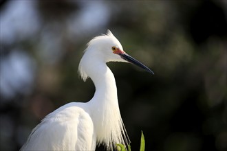 Snowy Egret (Egretta thula), Florida, USA, heron, side, North America