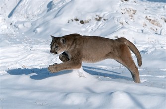 Cougar (Felis concolor), silver lion, snow