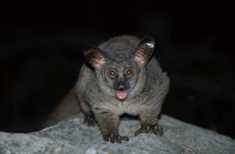 Thick-tailed Bushbaby, Itala Game Reserve, South_Africa (Galago crassicaudatus) (Otolemur