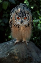 Cape Eagle Owl (Bubo capensis), South_Africa, Kap-Uhu, Suedafrika /