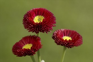 Common Daisy (Bellis perennis)