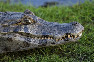 Spectacled caiman (Caiman yacare or Caiman crocodilus yacara), portrait, at Colonia Carlos