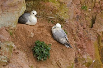 Fulmars, pair, Helgoland, Schleswig-Holstein, Germany, Europe