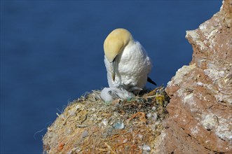 Gannet with young bird, Helgoland, Schleswig-Holstein, Germany, Europe