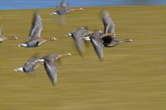 White-fronted Geese, Lower Rhine, North Rhine-Westphalia, Germany, Europe