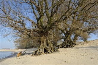 Old willows, bank of the Waal, February, nature reserve De Gelderse Poort, Millingerwaard,