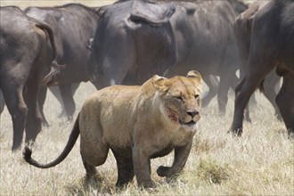 Lioness (Panthera leo) with blood on her face retreats from a herd of Cape Bufffalo (Syncerus