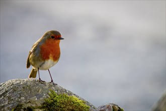 Robin (Erithacus rubecula) (Bird family) (Old World flycatchers and chats) on a stone, Buttermere,