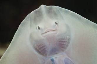 Thornback ray (Raja clavata)