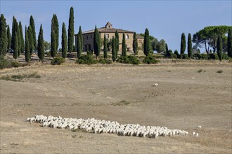 Flock of sheep on an estate near San Quirico d'Orcia, Val d'Orcia, Orcia Valley, Tuscany, Italy,