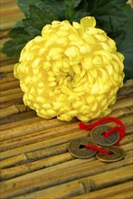 Chrysanthemum (Chrysanthemum) and lucky coins