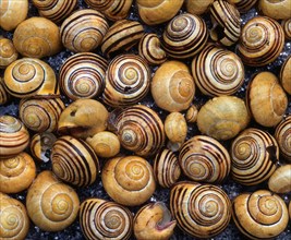 Worm housing, worm shells, snail shell