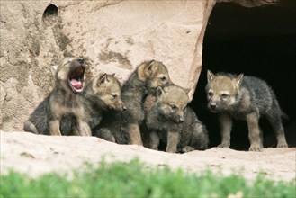 Wolves, cubs (Canis lupus), cub